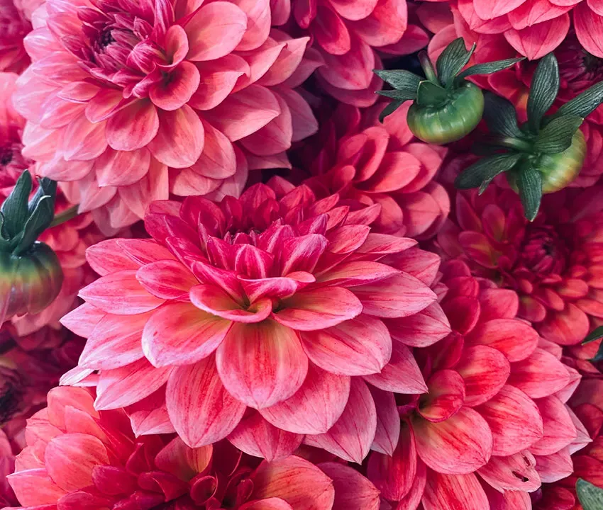 fleurs deuil (3)