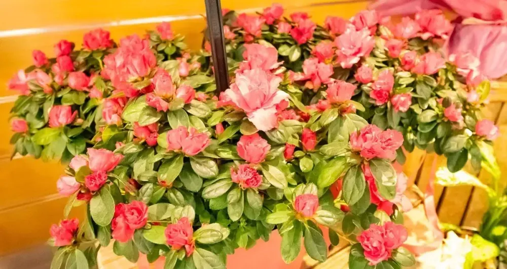 fleuriste evenementiel